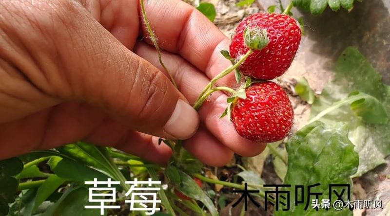 草莓怎么种植「草莓怎么种植方法 在家」_2